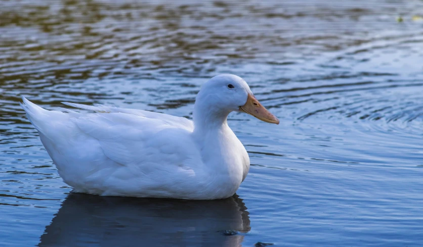 a white duck in a body of water