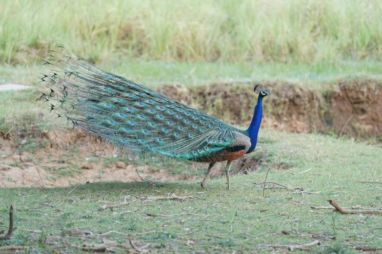 a peacock stands in a field near green grass