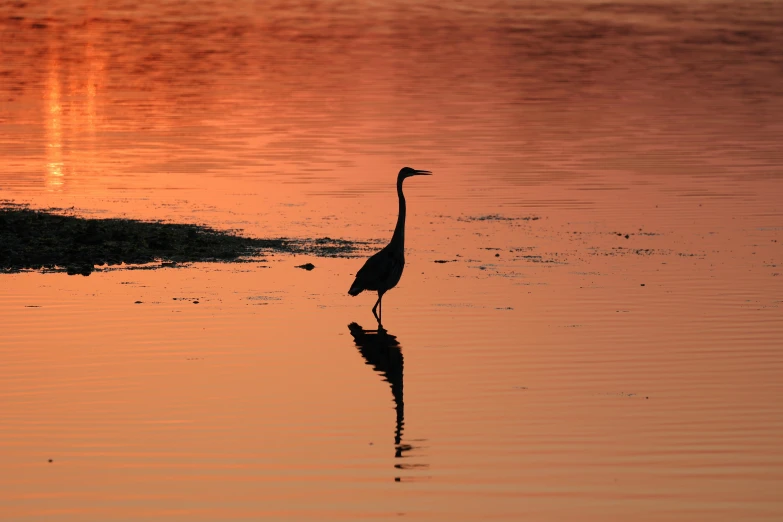 there is a bird standing in the water