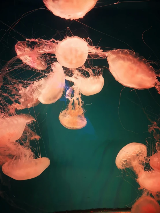 the jelly fish floats in the water near the dock