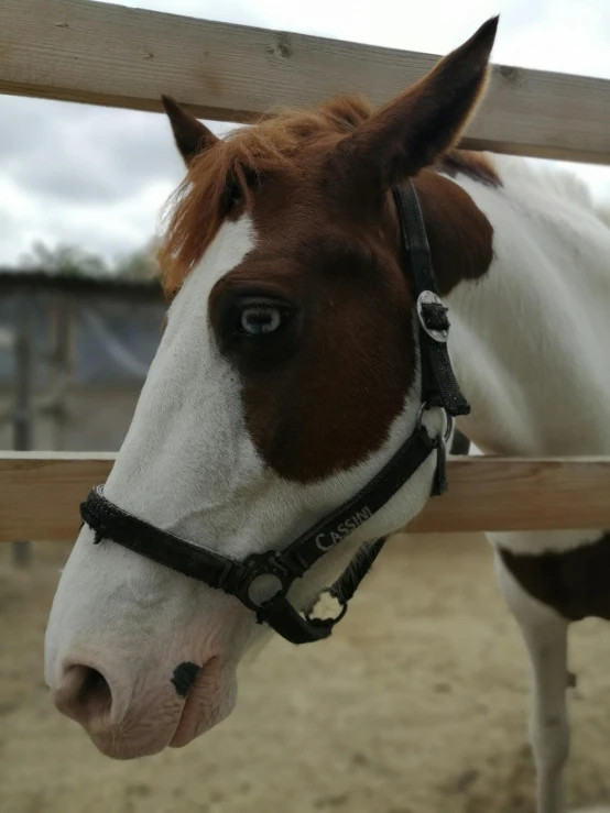 a brown and white horse standing on top of a sandy ground