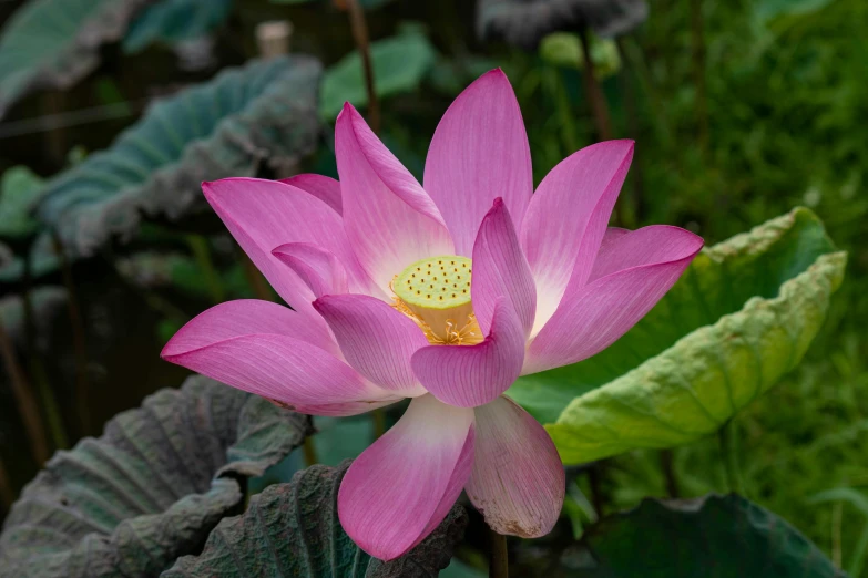 this is the beautiful pink lotus with green leaves