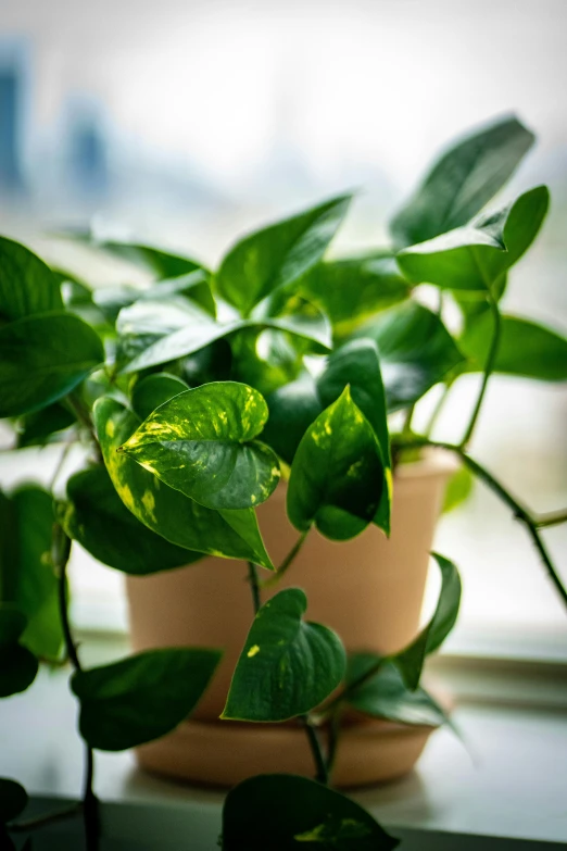 a green plant in a pot by a window