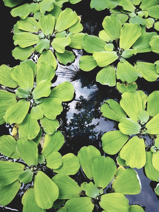 green leaves floating in the water near some trees