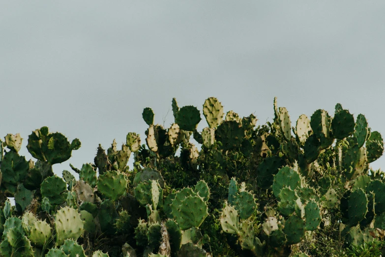 a bush with green prickes against the gray sky