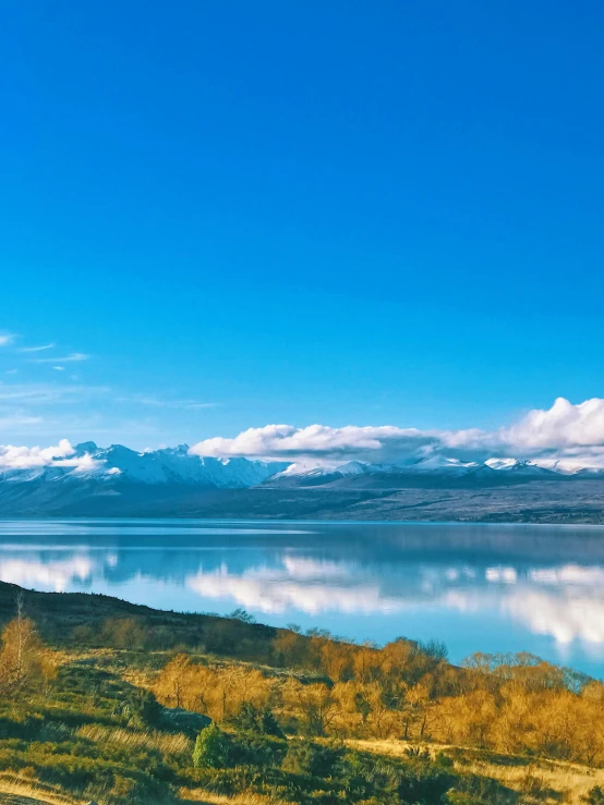 the cows are grazing next to the large lake