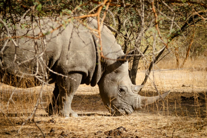 a rhinoceros standing up eating some dry grass