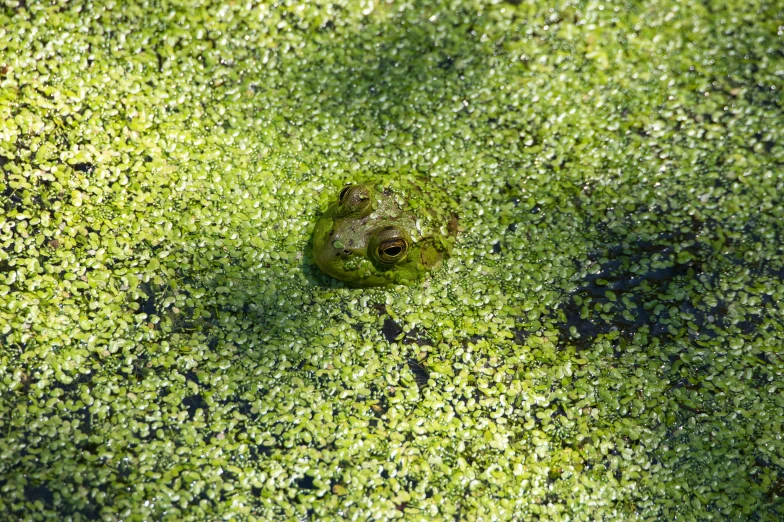 a frog's face in green algae that makes its way into a pond