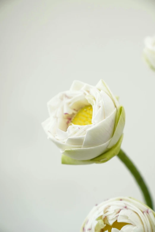 a close up of a white and yellow flower