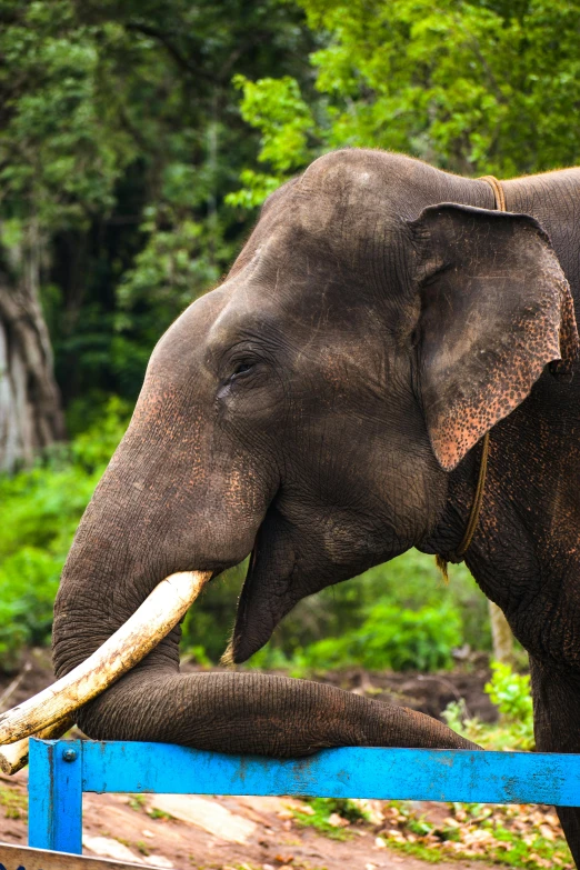 an elephant putting its trunk in the air