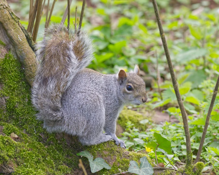 a little squirrel is sitting on a tree stump