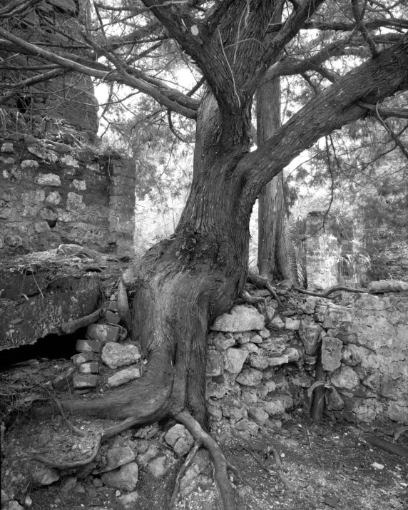 a tree is growing from the wall of an old building