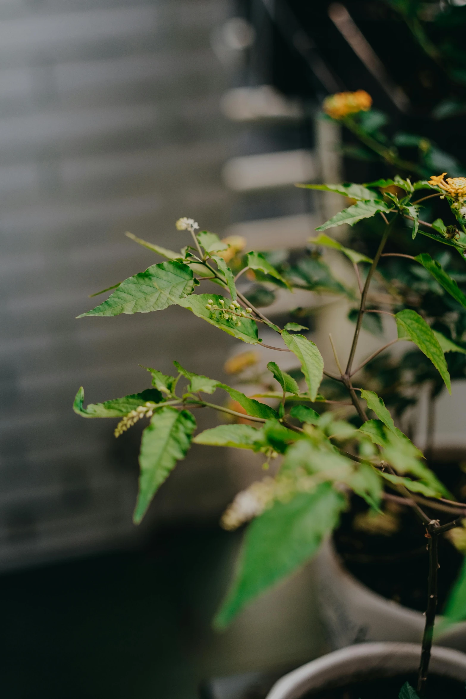 the tree has yellow leaves and yellow flowers