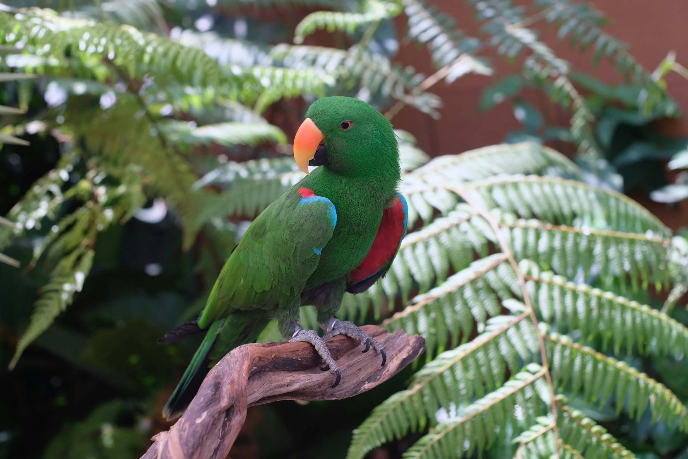 a parrot is perched on top of a nch