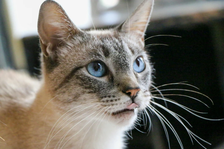 a closeup of a cat with blue eyes