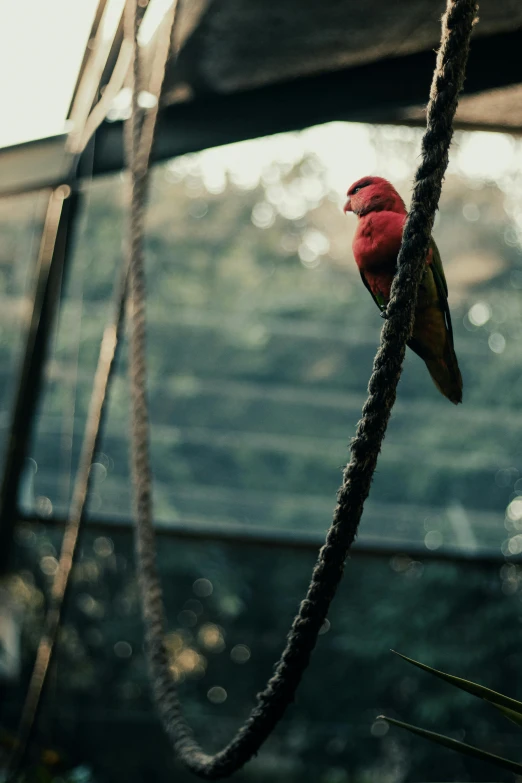 a red bird perched on a tree nch