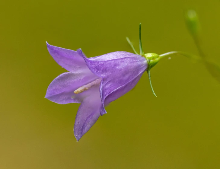 the flower is blooming on the stalk