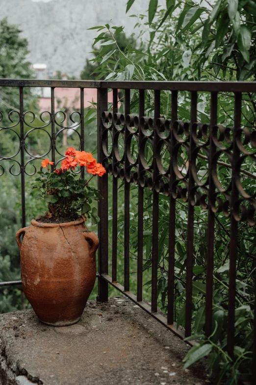 a plant in a clay pot by the iron fence