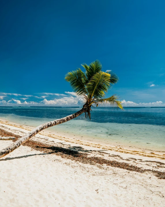 a coconut tree sticking out of the white sand of a beach