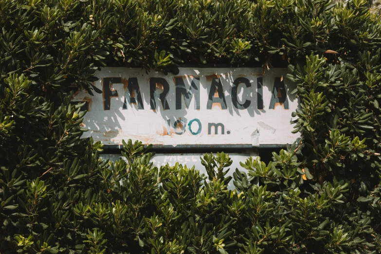 the street sign is surrounded by bushes