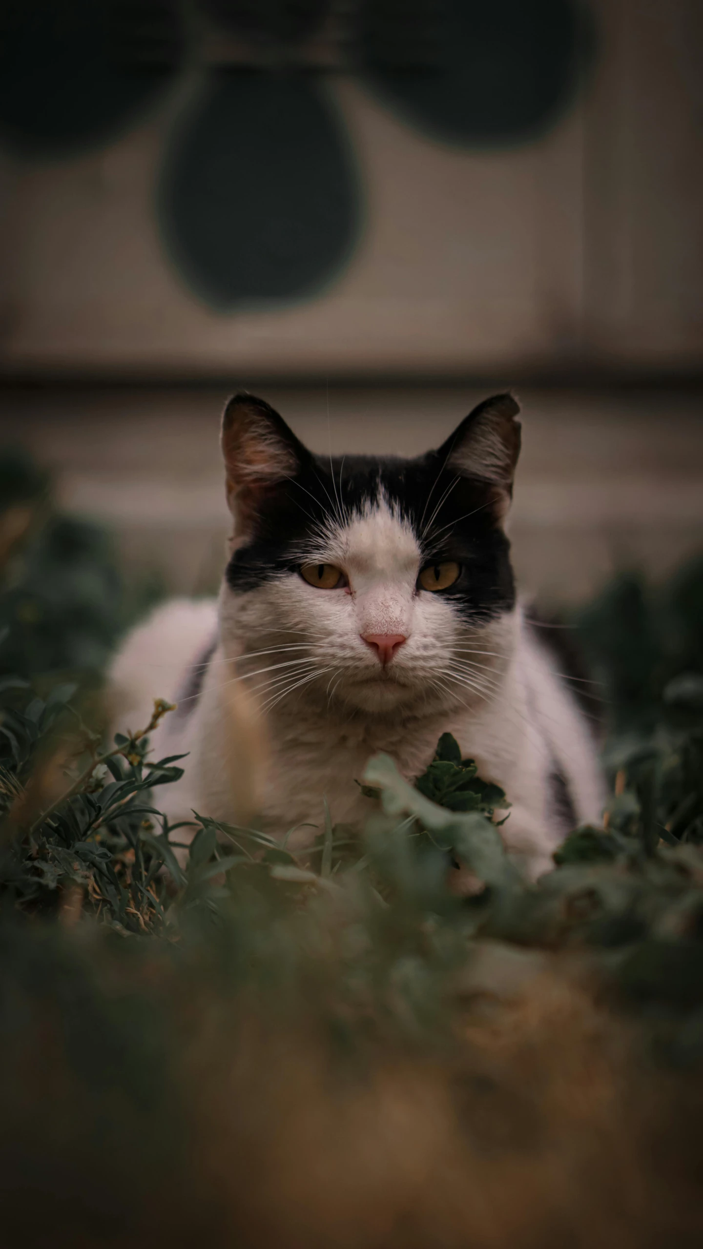 a cat sits in some grass near the wall