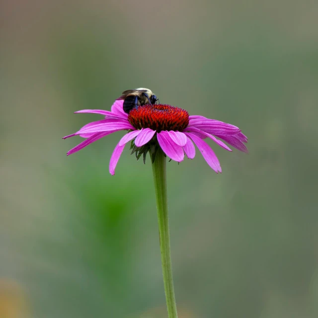 two small bugs are sitting on the tip of a flower