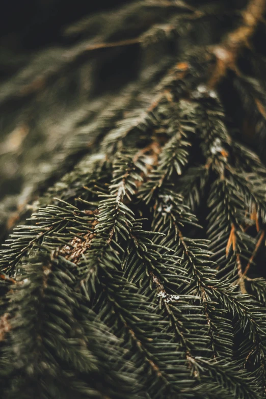 a closeup image of some evergreen needles