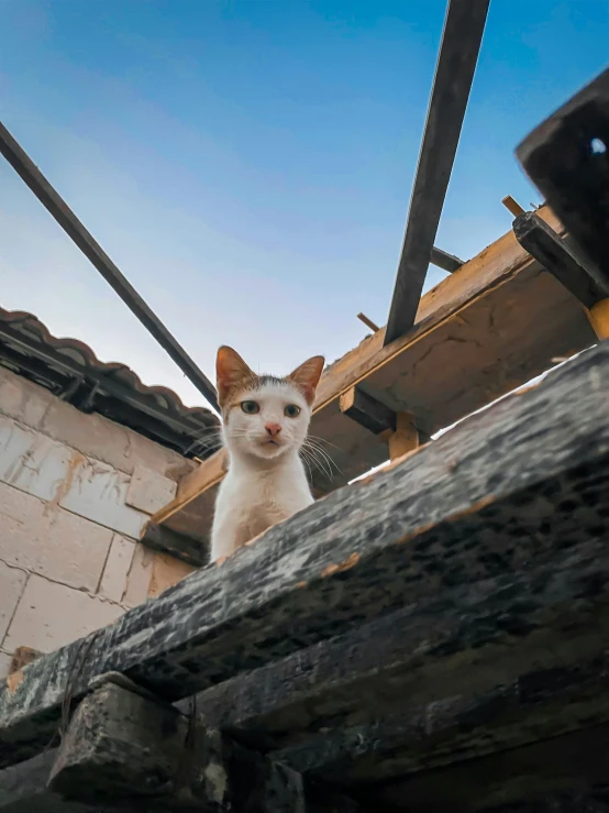 a kitten sitting behind an old wooden beam