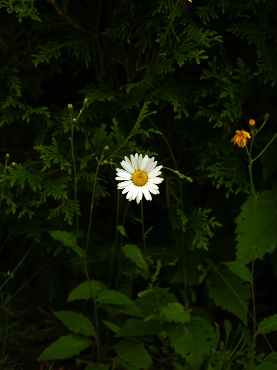 a white and yellow flower in between two green leaves