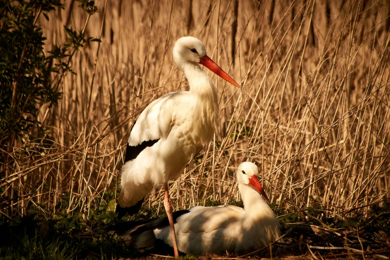 two white birds next to some tall grass and grass