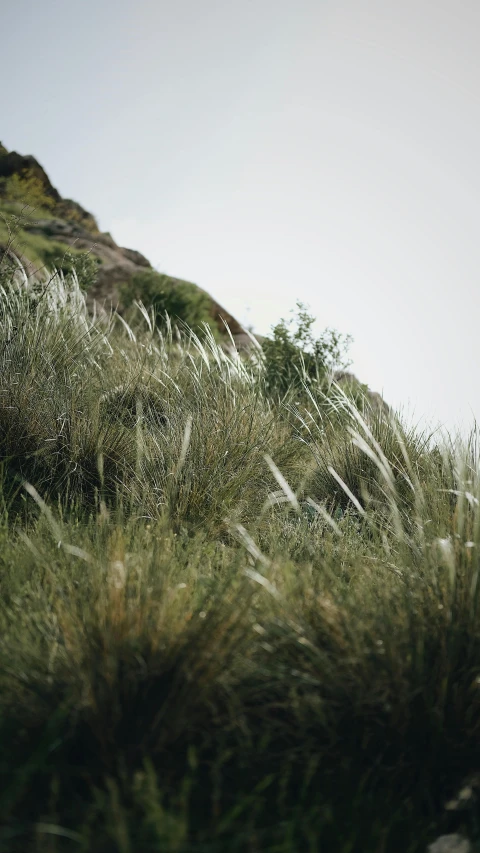 a hill of grasses near the ground near a bird