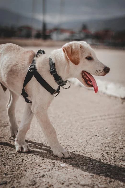 a little dog wearing a harness by the ocean