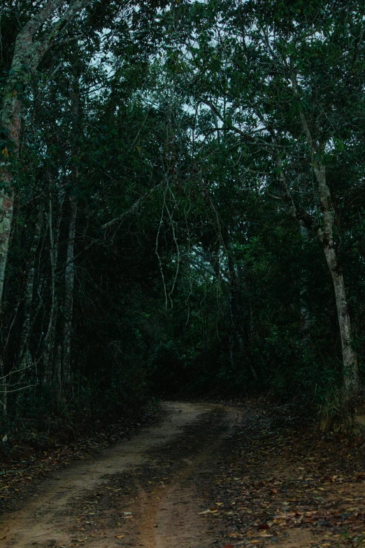 dirt road with trees and leaves on the side