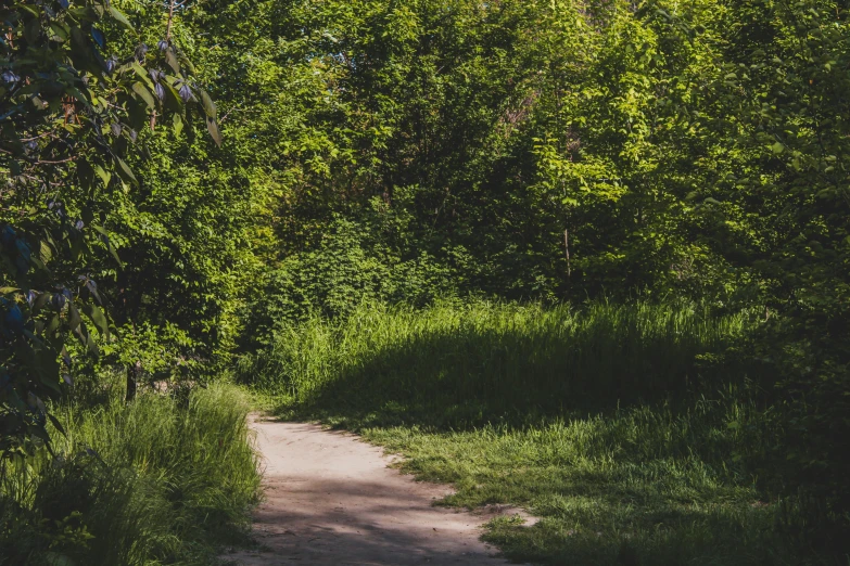 the road to a wooded area is a small part of the picture