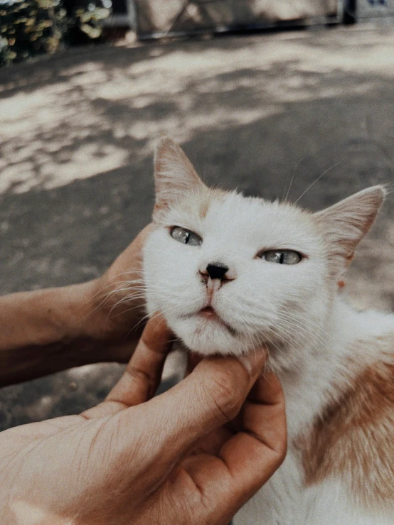 an orange and white cat being held by someones hand