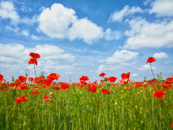 a field of tall grass, red poppies and blue sky