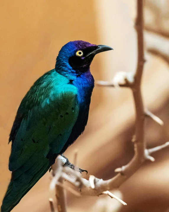 a colorful bird sits on top of a nch