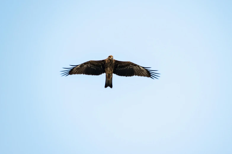 a bird flying through a blue sky on top of another bird