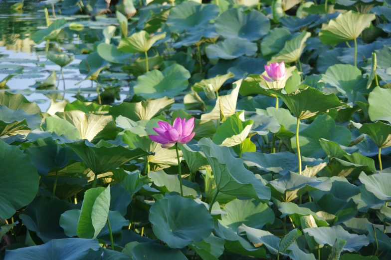 a few pink waterlilies surrounded by green leaves