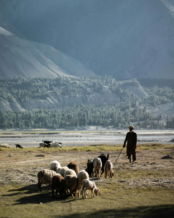 a man herding sheep on a field with mountains in the background