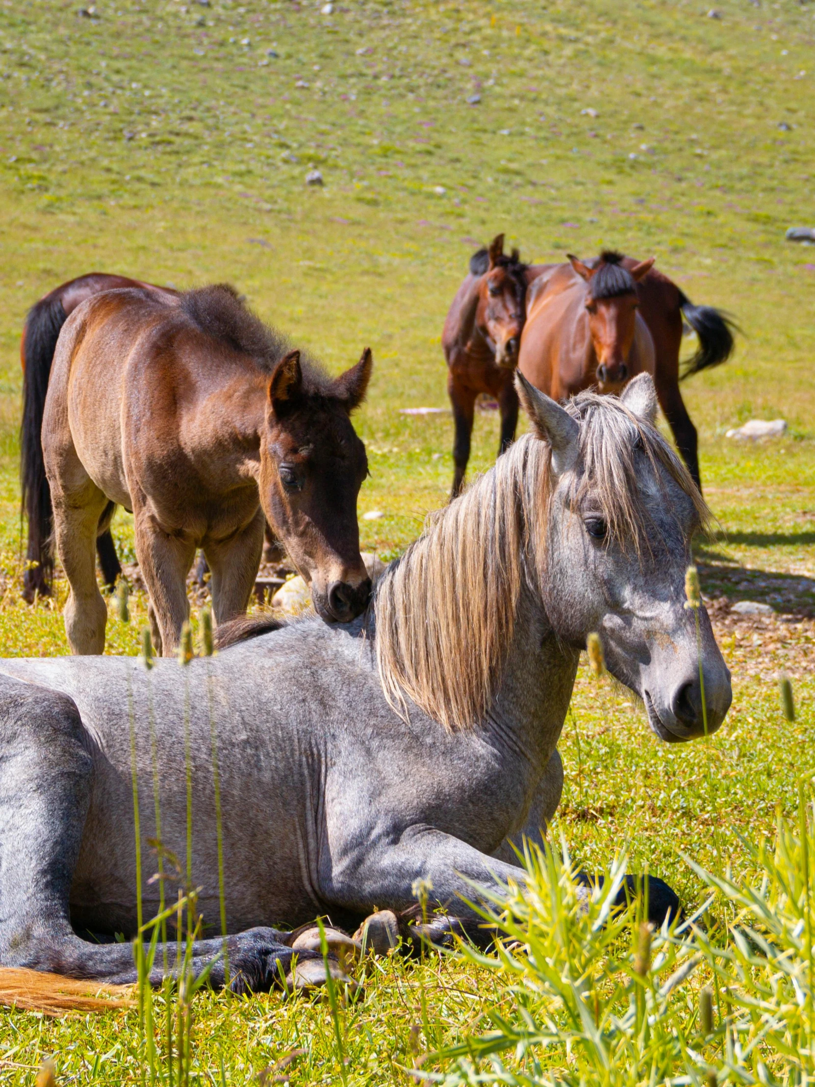 three horses are standing in the middle of the field