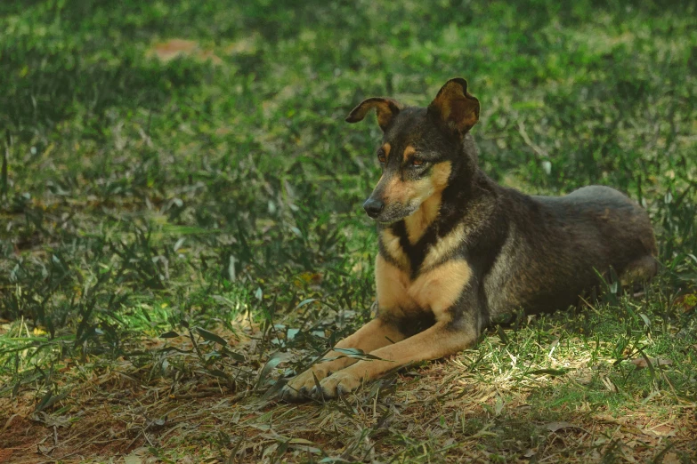 a black and brown dog laying on top of a green field