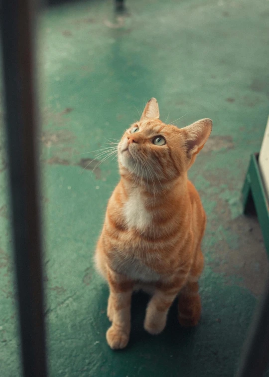 the orange cat looks intently at the door