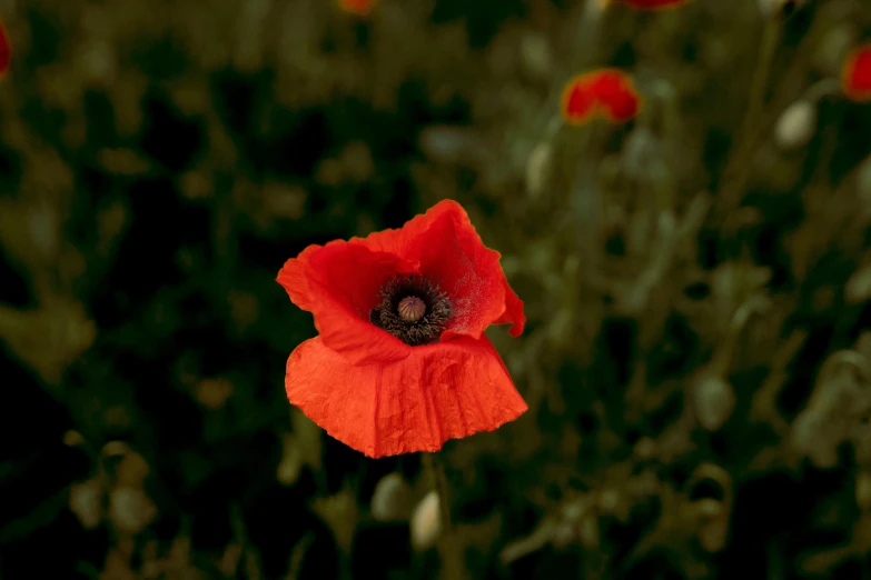 some red flowers are in a very green field