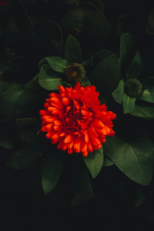 an orange flower on top of green leaves