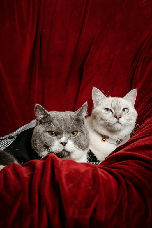 two grey and white cats laying on red bed