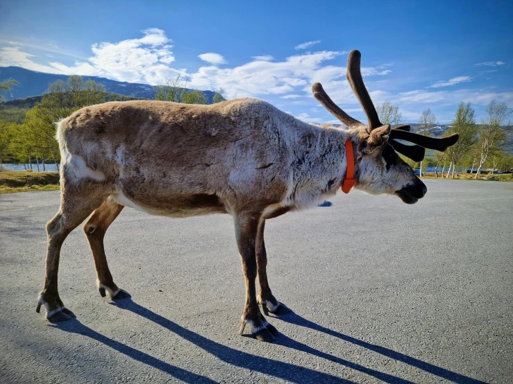 a gray cow with orange ribbon on neck stands in the middle of a street