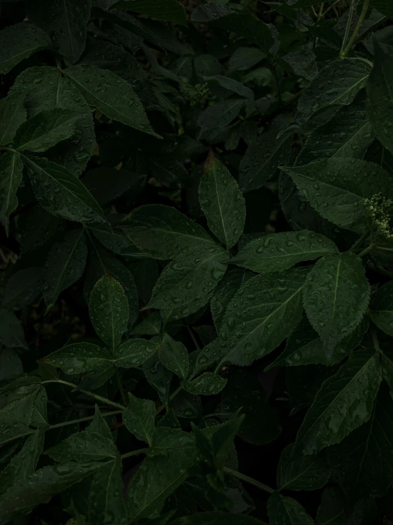 the green leaves of a bush are still showing