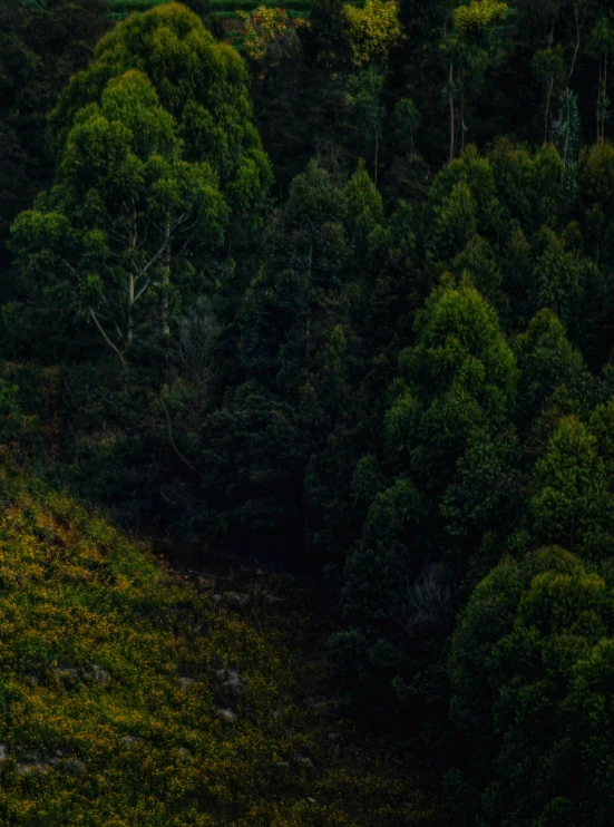 a lone cow standing in the middle of a forest