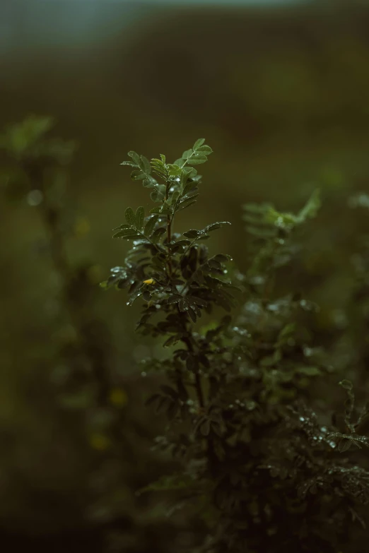 the leafy nches of trees are green and wet